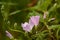 Pink spring checkerbloom wildflowers