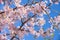 Pink spring cherry blossom, blue sky