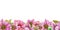 Pink spring flower seamless border. Watercolor illustration. Hellebore tender flowers in the full bloom seamless decor