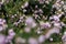 Pink spring flowers close-up blurred background