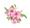 Pink spring flowers. Springtime blossom, cherry, apple, sakura branch. Watercolor