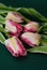 Pink Spring Parrot Tulip Flower Boquet Isoalted on Dark Background with Copy Paste. Fresh Beautiful Flowers for Gift.