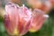 Pink spring tulip