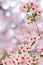 Pink springtime sakura blossoms