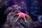 Pink starfish underwater in Seattle aquarium. Underwater sea water environment