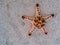 Pink starfish on white sand in sea water. Orange pillow starfish banner template. Seashore underwater animal