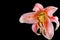 Pink Stargazer lily flower