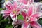 Pink stargazer lily flowers