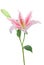 Pink stargazer lily (Lilium Stargazer)