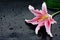 Pink stargazer lily (Lilium Stargazer)