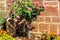 Pink stem roses and strawflowers in front of stone wall in a garden