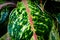 Pink stems on an aglaonema houseplant leaf