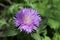 Pink Stokes Aster Stokesia laevis flower in bloom
