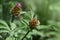 Pink Stokes Aster Stokesia laevis flower in bloom