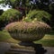 Pink Stonecrop plants in bloom in a large round stone pot