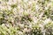 Pink Stonecrop Sedum Buds - Hylotelephium spectabile