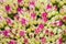 Pink Stonecrop Sedum Flowers