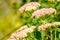 Pink Stonecrop Sedum Flowers