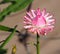 Pink Straw Flower Or Xerochrysum Bracteatum