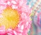 Pink Strawflower with Colorful Background