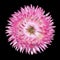 Pink Strawflower Flower, Helichrysum bracteatum