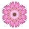 Pink Strawflower Flower Kaleidoscope Isolated on White