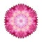 Pink Strawflower Flower Kaleidoscope Isolated on White