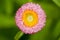 Pink strawflower (Helichrysum bracteatum)