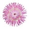 Pink Strawflower, Helichrysum bracteatum Isolated