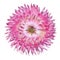 Pink Strawflower, Helichrysum bracteatum Isolated