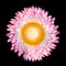 Pink Strawflower, Helichrysum bracteatum Isolated