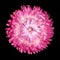 Pink Strawflower, Helichrysum bracteatum Isolated