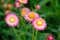 Pink strawflower in outdoor garden.