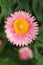 Pink strawflower Xerochrysum bracteatum blooming