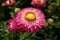 Pink strawflower with a yellow center