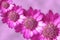 Pink strawflowers design