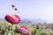 Pink strawflowers or Helichrysum or daisy paper with blue sky a