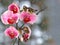 Pink streaked orchid branch before winter-window