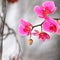 Pink streaked orchid branches before winter-window