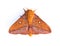 Pink Striped Oakworm Moth on a White Background