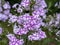 Pink striped phlox flowers, variety Phlox maculata Nataschia