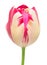 Pink striped tulip on a long stalk stem