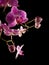 Pink stripy backlit phalaenopsis orchid