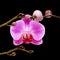 Pink stripy phalaenopsis orchid