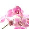 Pink stripy phalaenopsis orchid