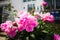 Pink stunning beautiful gardens in Germany