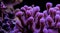 Pink stylophora sps coral in aquarium