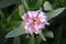 Pink succulent ice plant  Carpobrotus flower