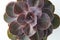 Pink Succulent Isolated Echeveria Dusty Rose. Close up rose succulent