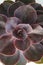 Pink Succulent Isolated Echeveria Dusty Rose. Close up rose succulent